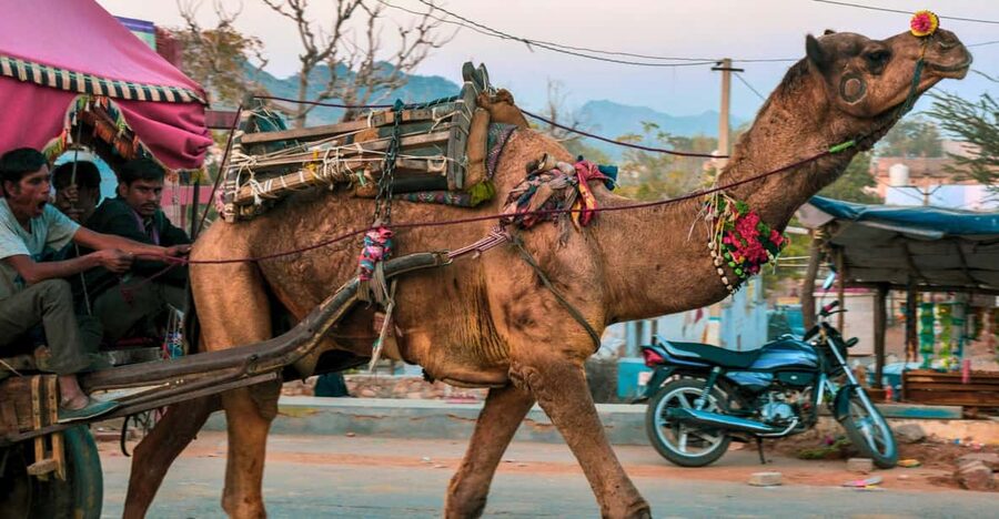 From Jaipur : Ajmer Pushkar Private Tour by Cab with Guide - Adhai-Din-Ka-Jhonpara and Ana Sagar Lake