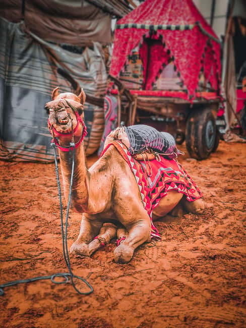 From Jaipur: One-Day Trip From Jaipur to Pushkar - What $47 buys, and what it does not settle