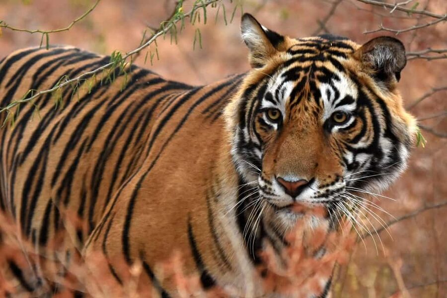 From Jaipur: One Day Trip to Ranthambore Tiger Safari - Jaipur to Ranthambore takes most of the day