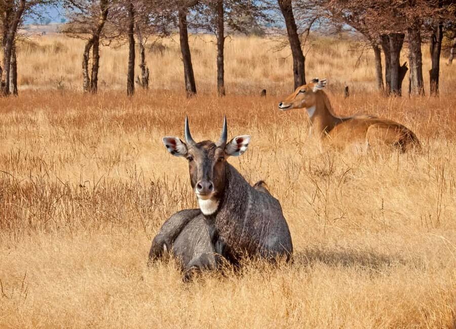 From Jaipur: One Day Trip to Ranthambore Tiger Safari - Inside the reserve, the search is the point