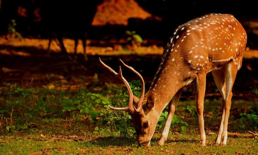 From Jaipur: One Day Trip to Ranthambore Tiger Safari - Who will enjoy this trip most?