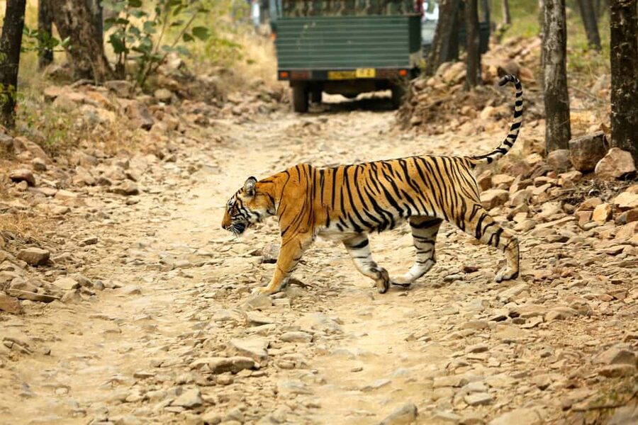 From Jaipur: One Day Trip to Ranthambore Tiger Safari - Sawai Madhopur and the wait before the safari