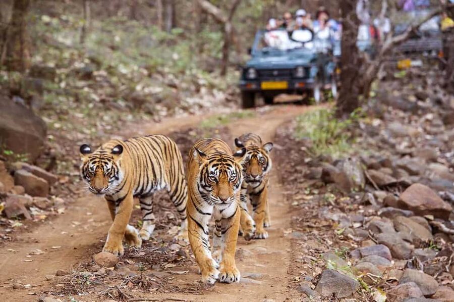 From Jaipur: Praivte Ranthambore Tour By Jeep Canter Safari - A long road to tiger country
