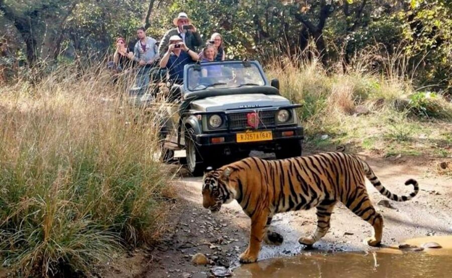 From Jaipur: Praivte Ranthambore Tour By Jeep Canter Safari - Lunch, crafts, and the return to Jaipur