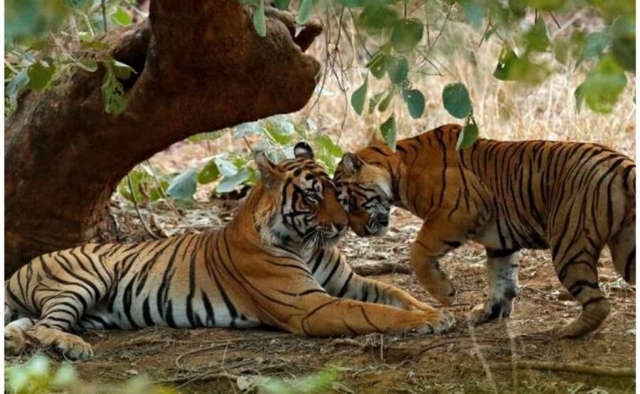 From Jaipur: Praivte Ranthambore Tour By Jeep Canter Safari - FAQ