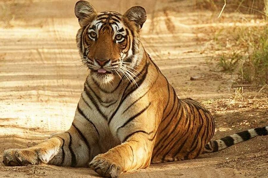From Jaipur: Praivte Ranthambore Tour By Jeep Canter Safari - Tigers are the headline, not a guarantee