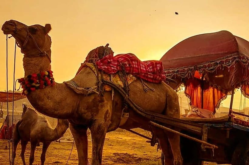 From Jaipur : Private Ajmer Pushkar Tour by Cab - The Jaipur drive sets the pace