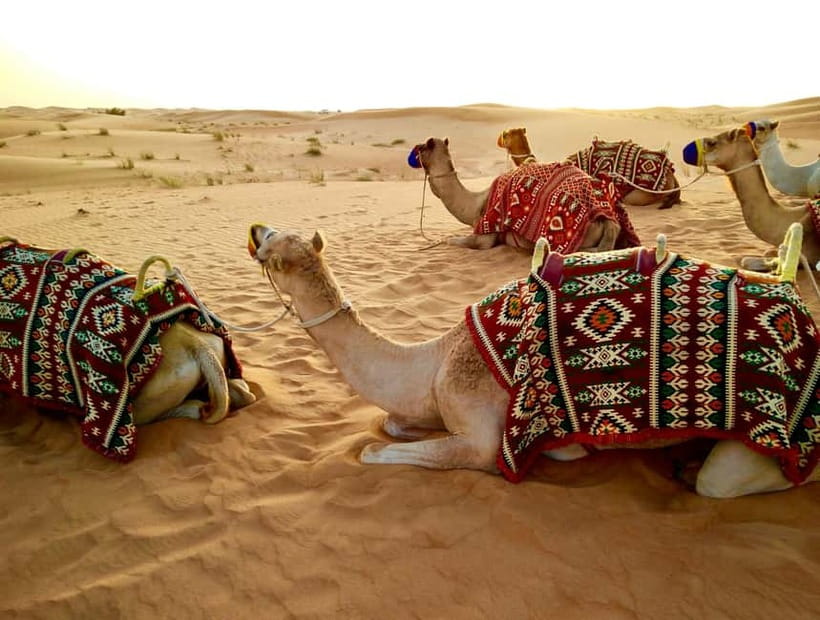 From Jaipur: Pushkar and Ajmer Private Day Trip - Deciding whether a Pushkar safari is worth the extra