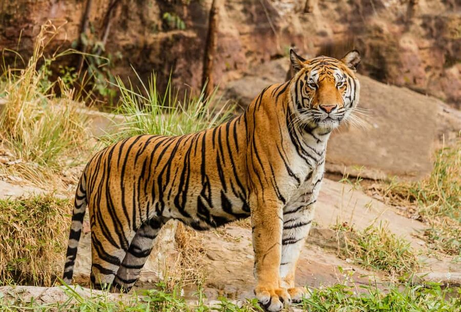 From Jaipur: Ranthambore National Park Day Trip with Safari - The Jaipur to Ranthambore run