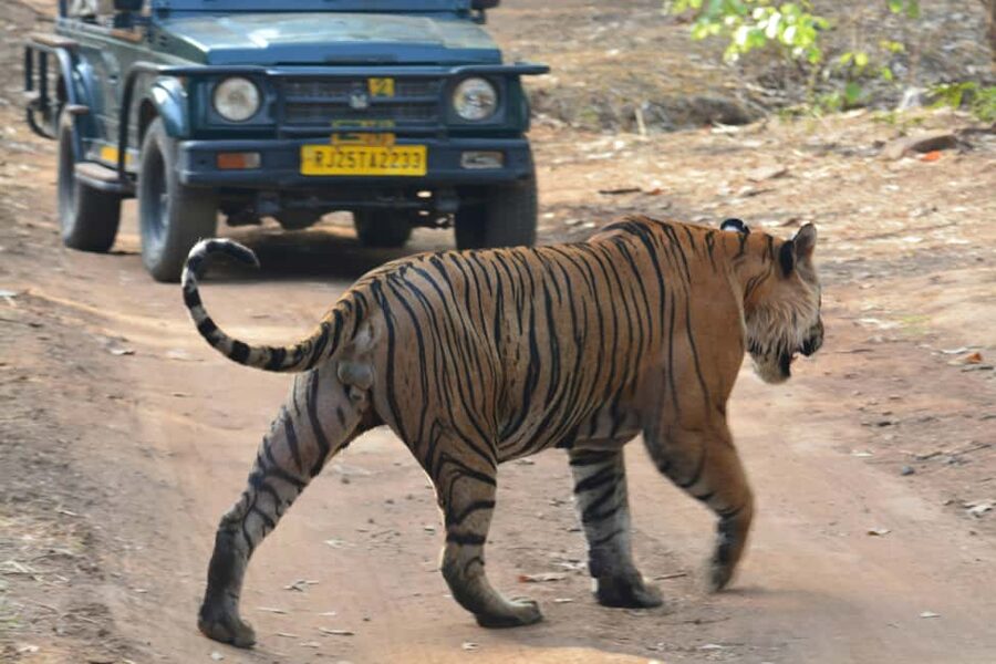 From Jaipur: Ranthambore National Park Day Trip with Safari - Arriving in Sawai Madhopur and entering the reserve