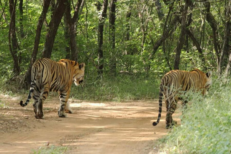 From Jaipur: Ranthambore National Park Day Trip with Safari - Tigers are possible, not promised