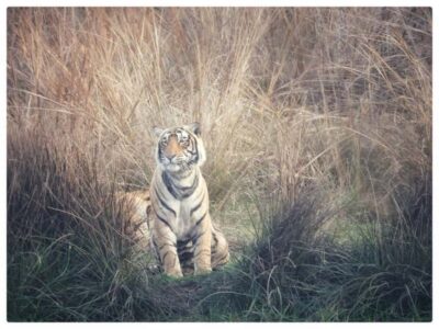 Ranthambore National Park Day Trip with Safari