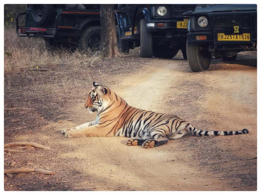 From Jaipur: Ranthambore National Park Day Trip with Safari - What $85 covers, and where the value lies