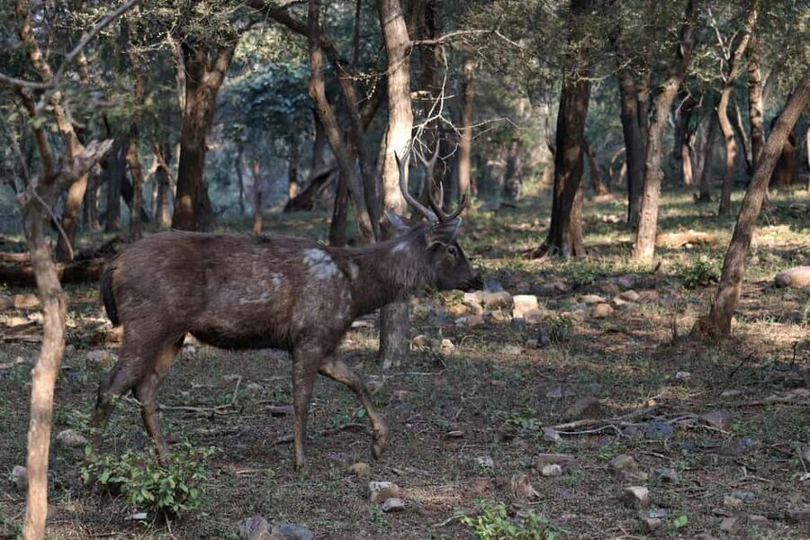 From Jaipur: Ranthambore National Park Day Trip with Safari - Clothing, documents, and a few useful preparations
