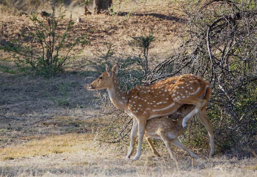 From Jaipur: Ranthambore National Park Day Trip with Safari - Who will get the most from this day