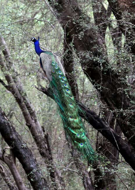 From Jaipur: Ranthambore National Park Day Trip with Safari - FAQ