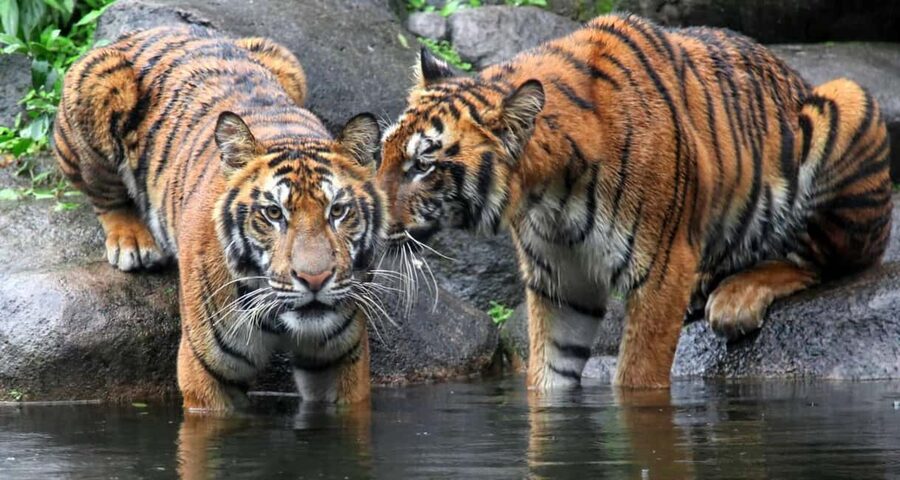 From Jaipur: Ranthambore Private Day Trip with Tiger Safari - What the canter safari is really like