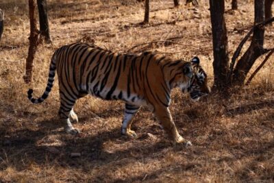 Ranthambore Private Day Trip with Tiger Safari