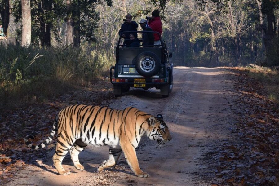From Jaipur: Ranthambore Private Day Trip with Tiger Safari - How the $87 price adds up