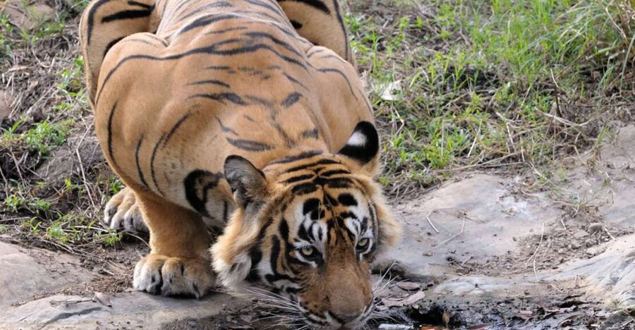 From Jaipur: Ranthambore Tour with Cab - Four hours in a tiger reserve
