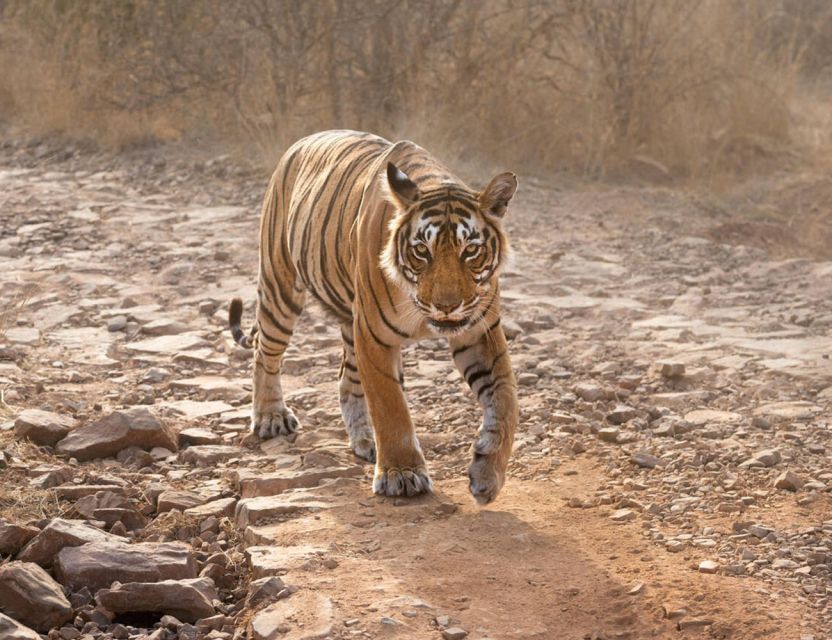 From Jaipur: Ranthambore Tour with Cab - Pack for sun, dust, and a long day