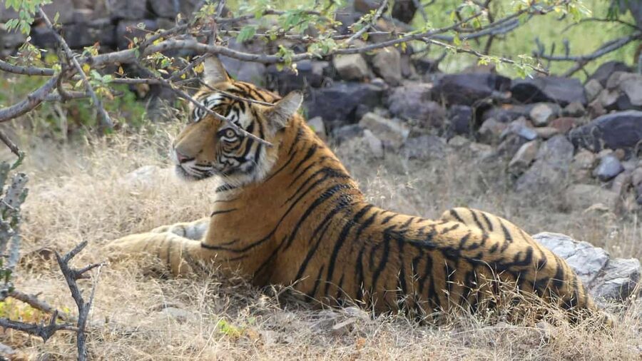 From Jaipur: Sariska National Park Day trip with Safari - From Jaipur, the road is part of the day