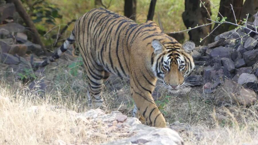 From Jaipur: Sariska National Park Day trip with Safari - At Sariska, the forest sets the pace