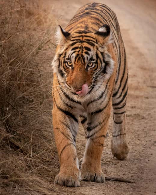 From Jaipur: Sariska National Park Day trip with Safari - The waiting time can shape your day