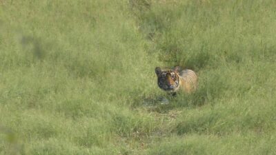 Sariska National Park Day trip with Safari