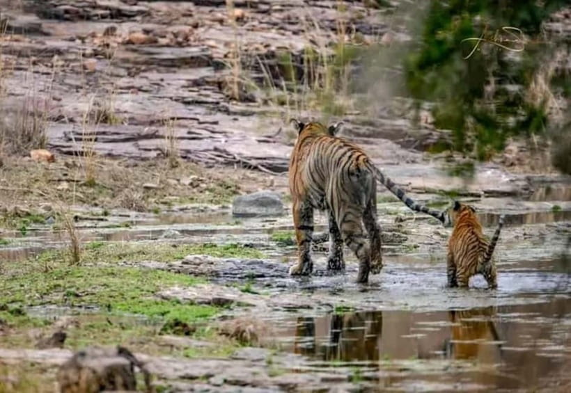 From Ranthambore: Official Tiger Safari in Canter With Guide - At a glance