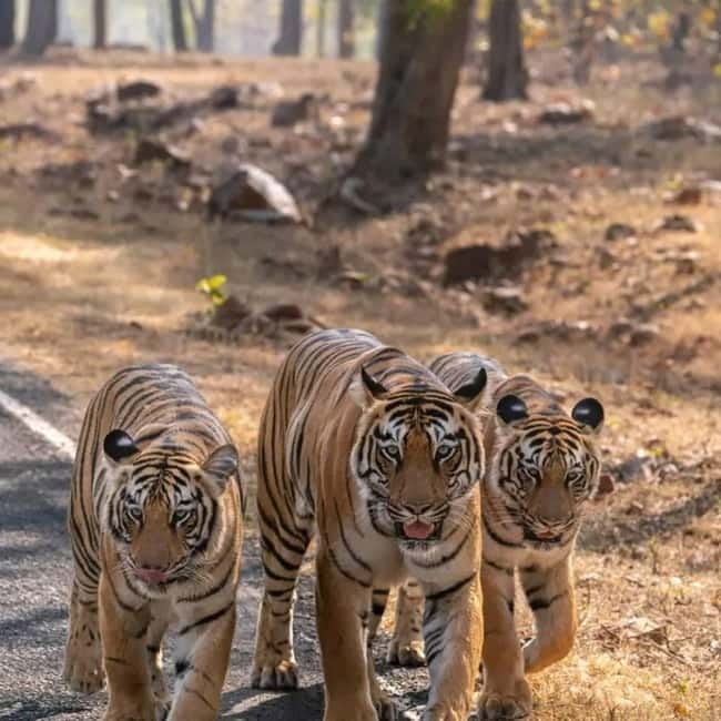 From Ranthambore: Official Tiger Safari in Canter With Guide - Three hours in tiger country