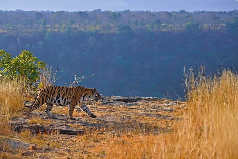 From Ranthambore: Official Tiger Safari in Canter With Guide - Choosing a zone, and setting expectations