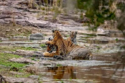 Official Tiger Safari in Canter With Guide