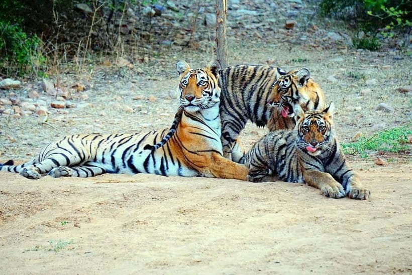 From Ranthambore: Official Tiger Safari in Canter With Guide - What the $27 covers