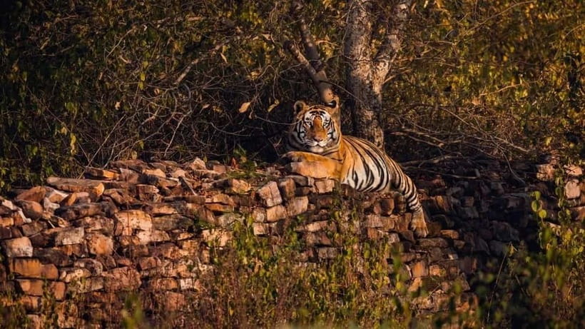 From Ranthambore: Official Tiger Safari in Canter With Guide - Booking, permits and the passport requirement