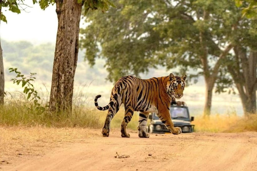 From Ranthambore: Official Tiger Safari in Canter With Guide - Making the shared ride work for you