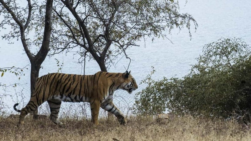 From Ranthambore: Official Tiger Safari in Canter With Guide - FAQ