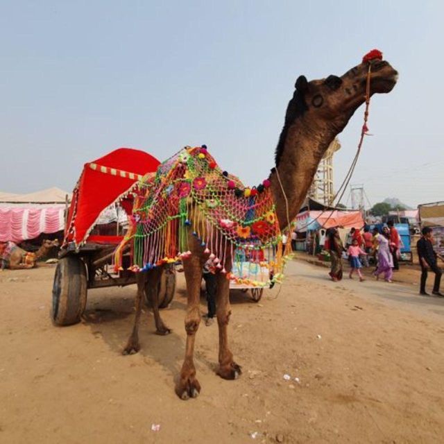 Fullday pushkar tour from jaipur with guid+camel/jeep safari - Camel and jeep safari: check the details first