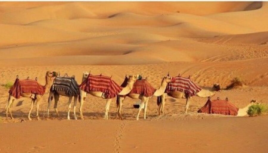 Fullday pushkar tour from jaipur with guid+camel/jeep safari - Who should book this Pushkar outing?