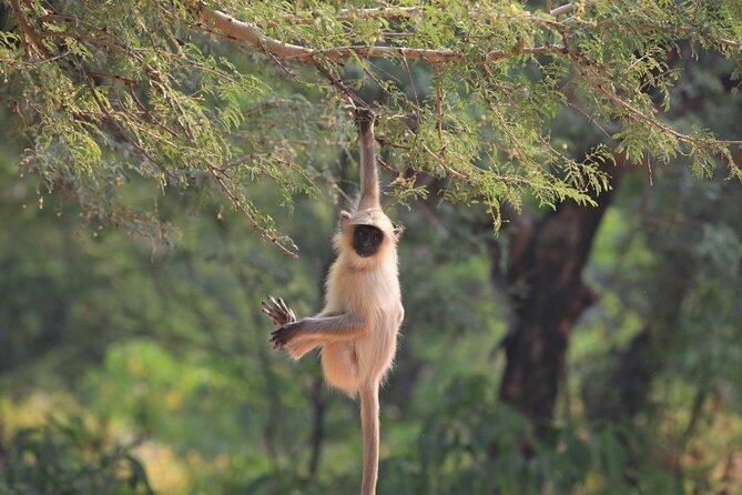 Golden Triangle & Ranthambore: 4-Day Private Tour from Delhi - Day 4: Jaipur’s forts, palace and observatory