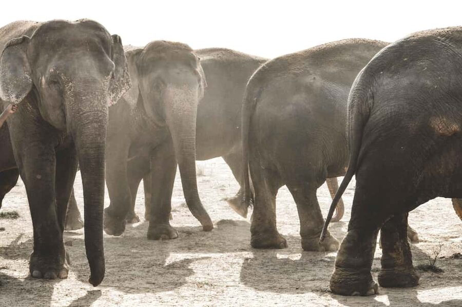 Jaipur: Elefantastic Elephant Sanctuary Tour - Meeting the elephants at Elefantastic