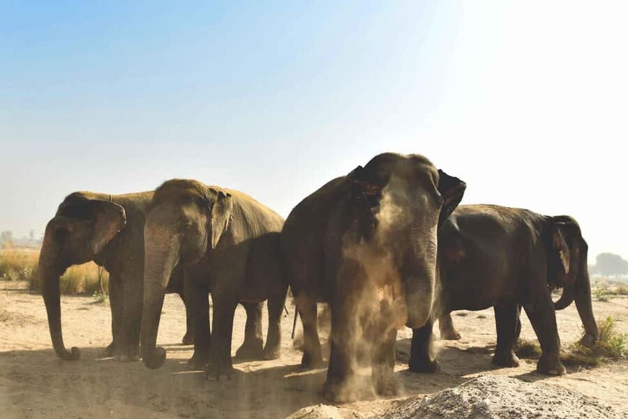 Jaipur: Elefantastic Elephant Sanctuary Tour - Feeding, washing and walking together