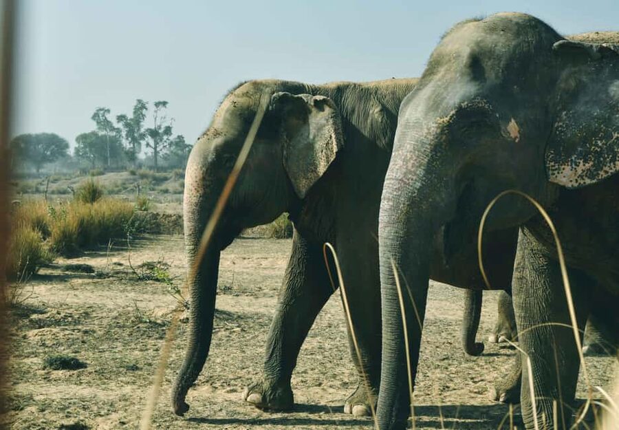 Jaipur: Elefantastic Elephant Sanctuary Tour - Should you book Elefantastic?