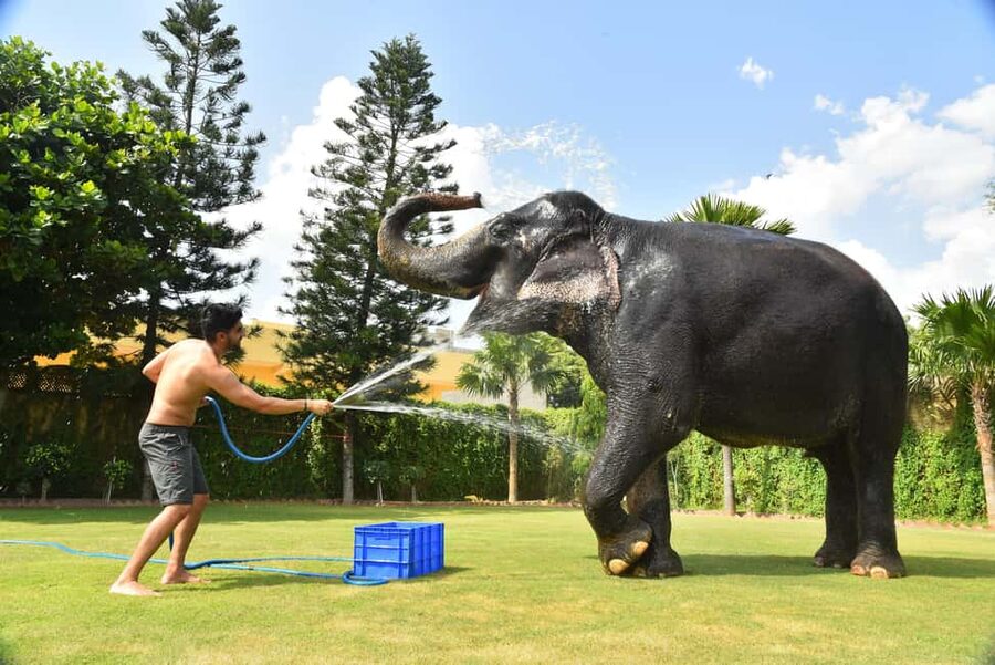 Jaipur Elephant Experience: Bond, Connect, and Learn - Meeting the elephants at Elejungle