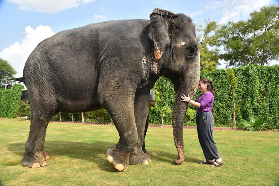 Jaipur Elephant Experience: Bond, Connect, and Learn - Feeding with bananas, sugarcane, and grass