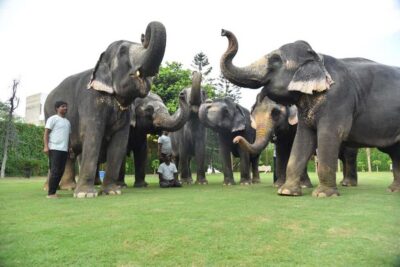 Jaipur Elephant Experience: Bond, Connect, and Learn