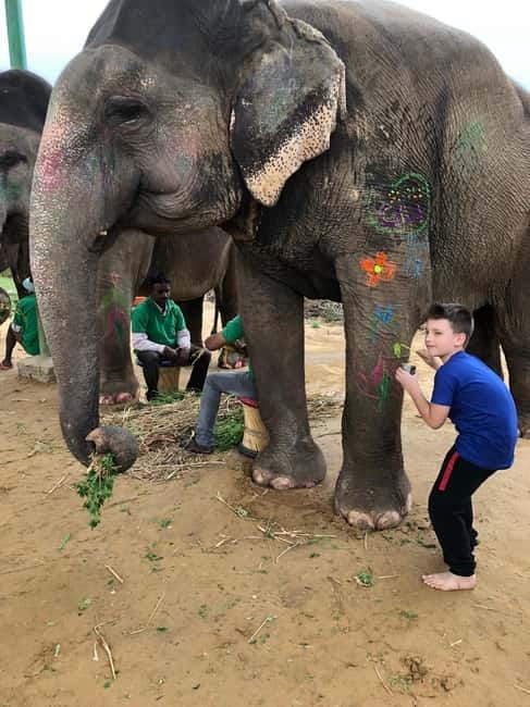 Jaipur: Elephant Interaction Tour - At a glance