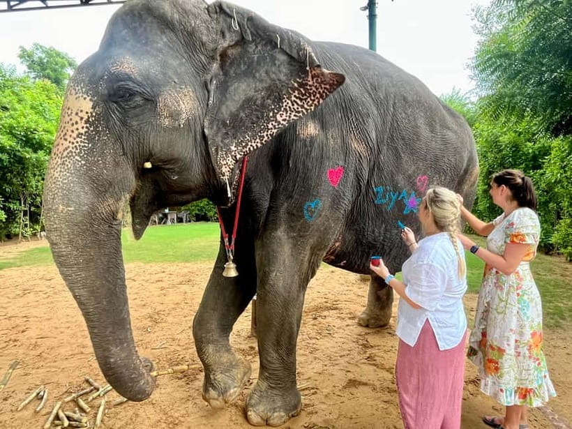 Jaipur: Elephant Interaction Tour - Painting with natural colors