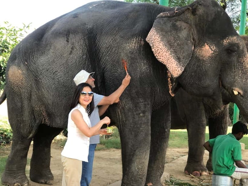 Jaipur: Elephant Interaction Tour - Walking instead of riding