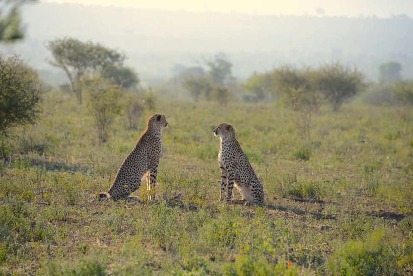 Jaipur: Jhalana Amagarh Leopard Reserve 4×4 Jeep Safari - A leopard reserve close to Jaipur